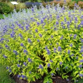 caryopteris-cland-hint-of-gold-lisaura-pbr-barbula-klandonska-kulista-l