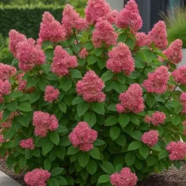 hydrangea-p-queen-mini-bella-hortensja-bukietowa-polkulisty-kwiat-kremow