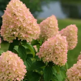 hydrangea-p-queen-romance-hortensja-bukietowa-kwiat-duzy-kremowo-rozowy