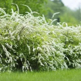 spiraea-cinerea-grefsheim-tawula-szara-kwiat-bialy-c2