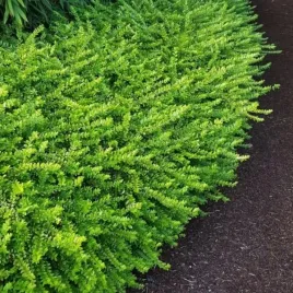 lonicera-nitida-maigrun-suchodrzew-mirtolistny-lisc-zielony-blyszczacy-c2