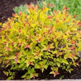 spiraea-japonica-goldflame-tawula-japonska-lisc-zolto-pomaranczowy-kwiat