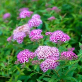 spiraea-japonica-little-princess-tawula-japonska-lisc-zielony-kwiat-rozow