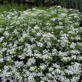 spiraea-decumbens-tawula-polozona-lisc-jasno-zielony-kwiat-bialy-c15