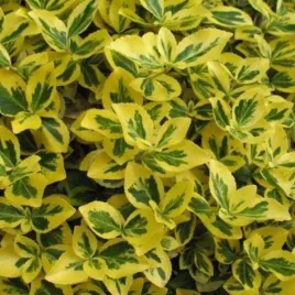 euonymus-fortunei-canadale-gold-trzmielina-plozaca-lisc-zielono-zolty-c1