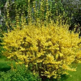 forsythia-maluch-forsycja-kwiat-zolty-c2