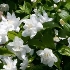 philadelphus-polar-star-jasminowiec-lisc-ciemno-zielony-kwiat-pachnacy-bi