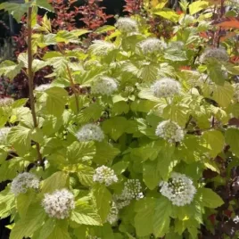 physocarpus-opulifolius-dart-s-gold-pecherznica-kalinoslitna-lisc-zolty-k