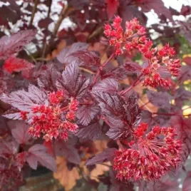physocarpus-opulifolius-schuch-pecherznica-kalinolistna-lisc-purpurowo-cz