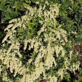 pieris-japonica-fuga-pieris-japonski-rozlozysty-kwiaty-dzwonkowate-biale