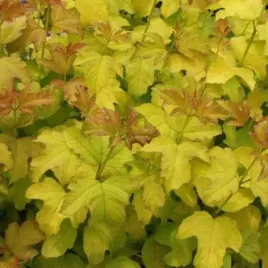 viburnum-opulus-park-harvest-kalina-koralowa-lisc-zolto-brazowy-owoc-czer