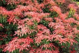 pieris-japonica-astrid-pieris-japonski-lisc-wielobarwny-kwiat-bialy-dzwon