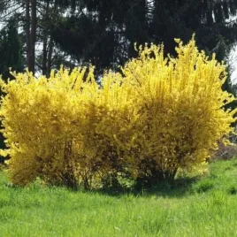 forsythia-intermedia-spectabilis-forsycja-posrednia-zwieszona-kwiat-zolt