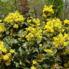 mahonia-aquifolium-mahonia-pospolita-lisc-zimozielony-kwiat-zolty-owoc-nieb