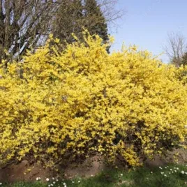 forsythia-intermedia-forsycja-posrednia-kwiat-zolty-c2