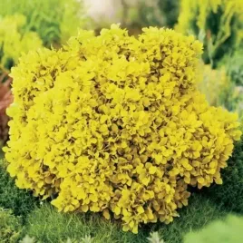 berberis-thunbergii-special-gold-berberys-karlowy-lisc-intensywnie-zolty