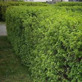 ribes-alpinum-schmidt-porzeczka-alpejska-kwiat-zolty-c2