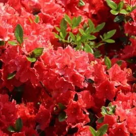 rhododendron-satschico-azalia-japonska-lisc-zielony-kwiat-pomaranczowo-cz