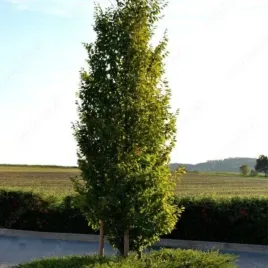carpinus-betulus-fastigiata-grab-pospolity-kolumnowy-c15-2-pa-20