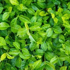 euonymus-fortunei-coloratus-trzmielina-plozacy-lisc-zielony-c1