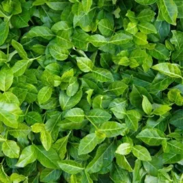 euonymus-fortunei-coloratus-trzmielina-plozacy-lisc-zielony-c15