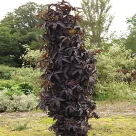 sambucus-nigra-black-tower-eiffel-1-pbr-bez-czarny-kolumna-kisc-purpurowy