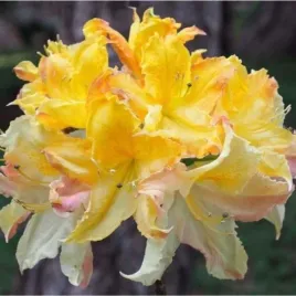 rhododendron-iya-azalia-wielokwiatowa-lisc-zielony-kwiat-zolto-bialo-rozo