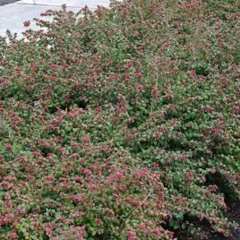 symphoricarpos-chenaultii-hancock-snieguliczka-kwiat-rozowy-owoc-rozowy