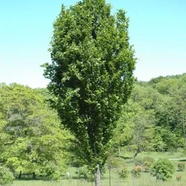 fagus-sylvatica-dawyck-buk-pospolity-kolumna-c15-2-pa-20