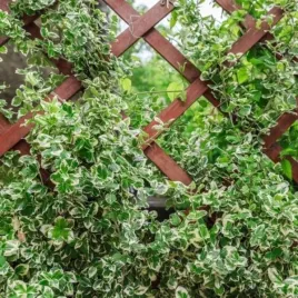 euonymus-fortunei-silver-queen-trzmielina-pedy-zielone-liscie-kremowe-duz