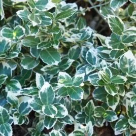 euonymus-fortunei-emerald-gaiety-trzmielina-plozacy-lisc-zimozielono-bial