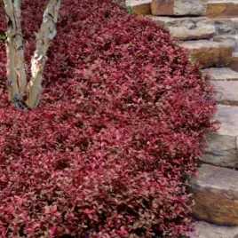 euonymus-fortunei-hort-s-blaze-trzmielina-plozaca-zimozielona-c15