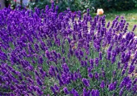 lavandula-angustifolia-dwarf-blue-lawenda-waskolistna-zimozielona-kwiat-f