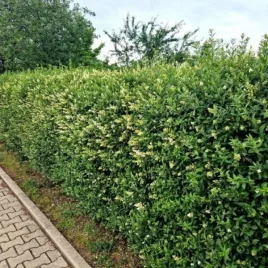ligustrum-vulgare-ligustr-pospolity-zielony-c1-15
