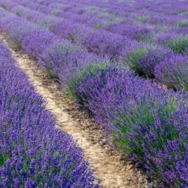 lavandula-angustifolia-hidcote-lawenda-waskolistna-kwiat-niebiesko-fiolet