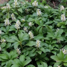 pachysandra-terminalis-runianka-japonska-plozacy-zimozielony-lisc-bialy-kwi