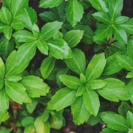 pachysandra-terminalis-green-carpet-runianka-japonska-lisc-zimozielony-kw