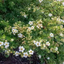potentilla-fruticosa-abbotswood-pieciornik-krzewiasty-kwiat-bialy-c15