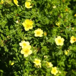 potentilla-fruticosa-goldfinger-pieciornik-krzewiasty-kwiat-duzy-zolty-c1