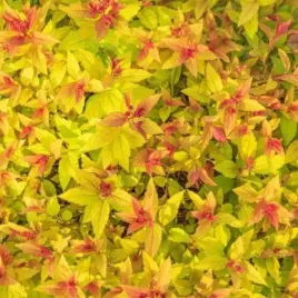 spiraea-japonica-firelight-tawula-japonska-lisc-pomaranczowo-zolty-kwiat