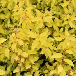 spiraea-japonica-golden-carpet-pbr-tawula-japonska-lisc-zolty-kwiat-rozow