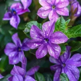 vinca-major-variegata-barwinek-wiekszy-zimozielony-kwiat-pojedynczy-fiole