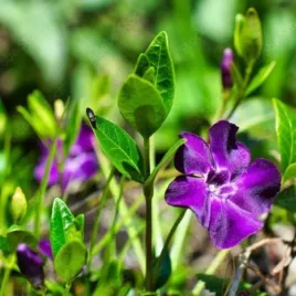vinca-minor-atropurpurea-barwinek-pospolity-plozacy-zimozielony-kwiat-pur