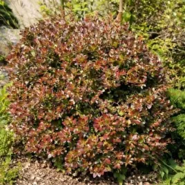 berberis-media-red-jewel-berberys-posredni-kulisty-pol-zimozielony-purpu