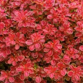 berberis-thunbergii-admiration-pbr-berberys-lisc-czerwono-zolty-c45