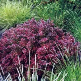 berberis-thunbergii-atropurpurea-berberys-lisc-purpurowy-c5