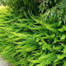 berberis-thunbergii-green-carpet-berberys-okrywowy-c3