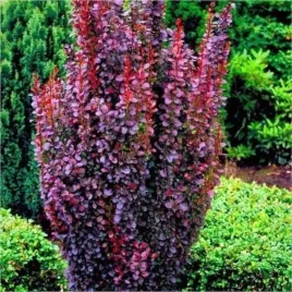 berberis-thunbergii-helmond-pillar-berberys-kolumnowy-lisc-purpurowy-c2