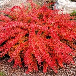 berberis-thunbergii-orange-carpet-berberys-rozlozysty-lisc-czerwono-pomar