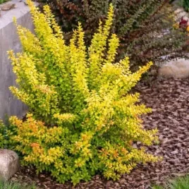 berberis-thunbergii-sunsation-berberys-lisc-zolty-c2